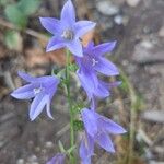 Campanula rapunculoidesFlor