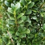 Ilex crenata Foglia