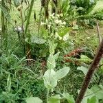 Nicotiana tabacum 樹皮