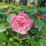 Camellia japonicaFlors