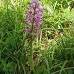 Orchis militaris Συνήθη χαρακτηριστικά