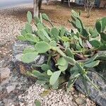 Opuntia ficus-indicaᱥᱟᱠᱟᱢ