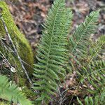 Polystichum californicum