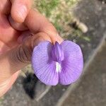 Centrosema virginianum Flower