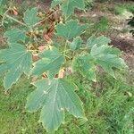 Acer diabolicum Folla