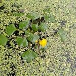 Utricularia australis Habit