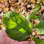 Triosteum perfoliatum Leaf