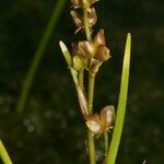 Scheuchzeria palustris Φρούτο