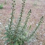 Ptilostemon casabonae Flower