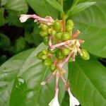Rauvolfia serpentina Fruit