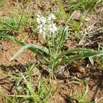 Chlorophytum africanum Hábitos