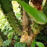 Euphorbia neriifolia Bark