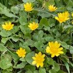 Caltha palustrisBloem