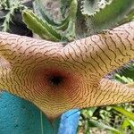 Stapelia gigantea Blomst