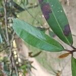 Ixora hookeri पत्ता