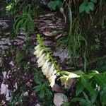 Digitalis lutea Blüte
