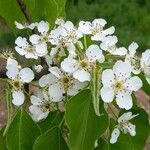 Pyrus bretschneideri Flower