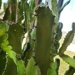 Euphorbia abyssinica Blad