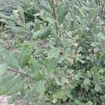 Salix aurita Листок