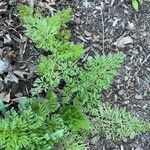 Artemisia annua Blatt