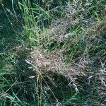 Agrostis capillarisFloro