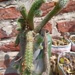 Echinopsis chamaecereusBlad