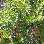 Hebe brachysiphon Likasa