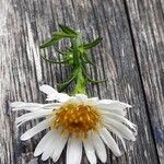 Symphyotrichum pilosum 花