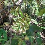 Syzygium cumini Fruit