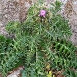 Carduus cephalanthus Blad