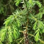 Juniperus drupacea পাতা