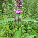 Stachys palustrisFlower