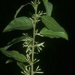 Cestrum latifolium Kvet