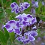 Duranta erectaBloem