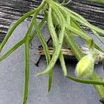 Delphinium consolida Leaf