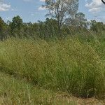 Themeda quadrivalvis Характер