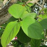 Cordia sebestena Leaf