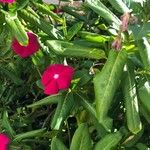 Catharanthus roseusKwiat