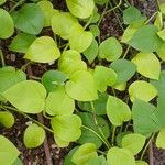 Epipremnum aureum 整株植物