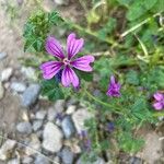 Malva setigeraBlüte