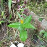 Epipactis helleborine Elinympäristö