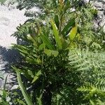 Acacia longifolia Φύλλο