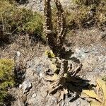 Verbascum × innominatum 整株植物