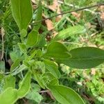 Coreopsis lanceolata List