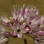 Allium howellii Flower