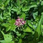 Asclepias purpurascens Flower