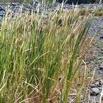 Typha orientalis 果實