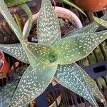 Aloe deltoideodonta Лист