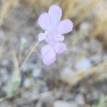 Lomelosia argentea 花