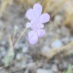 Lomelosia argentea Flower